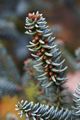 Abies pinsapo Jodła hiszpańska